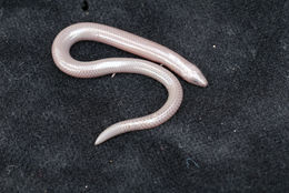 Image of Pretty Short-legged Skink