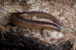 Image of Boulenger's Short-legged Skink