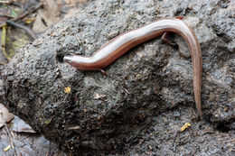 Image of Boulenger's Short-legged Skink