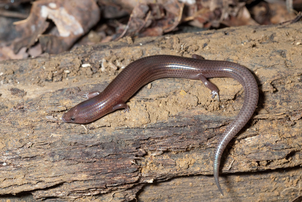 Image of Brachymeles gracilis (Fischer 1885)