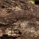 Image of Philippine Bow-fingered Gecko