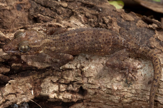 Image of Philippine Bow-fingered Gecko