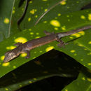 Image of Luzon False Gecko