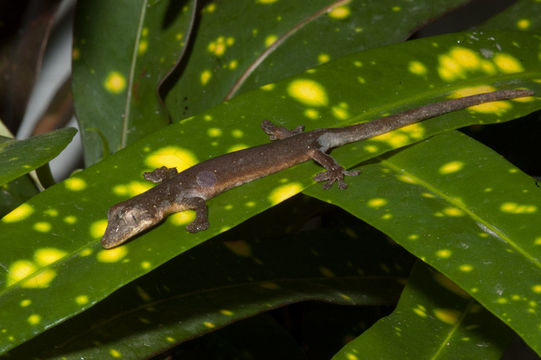 صورة Pseudogekko Taylor 1922