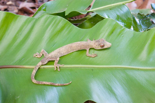 Image de <i>Pseudogekko compressicorpus</i> (Taylor 1915)