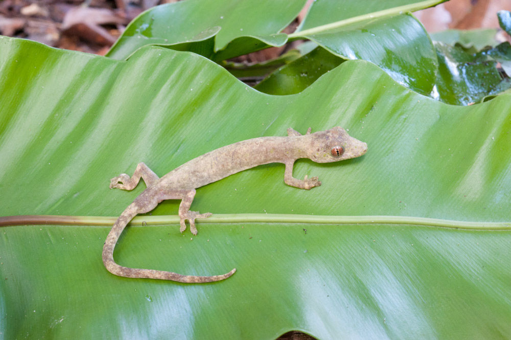 Image de <i>Pseudogekko compressicorpus</i> (Taylor 1915)