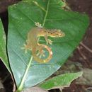 Image of Green Smooth-scaled Gecko