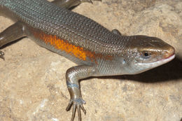 Image of Common Sun Skink