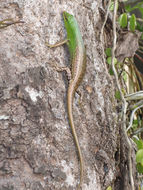 Image of Lamprolepis smaragdina philippinica (Mertens 1928)