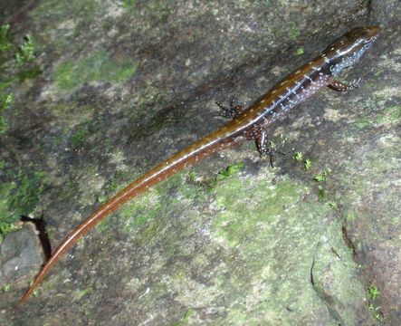 Image of White-spotted Sphenomorphus