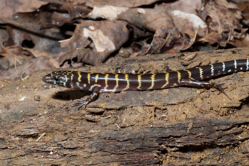 Image of Banded Sphenomorphus