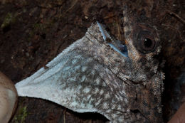 Sivun Draco spilopterus (Wiegmann 1834) kuva