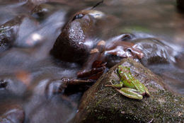 Image of Sanguirana tipanan (Brown, McGuire & Diesmos 2000)