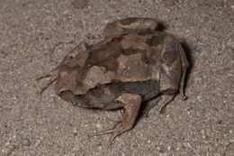 Image of Painted Narrowmouth Toad