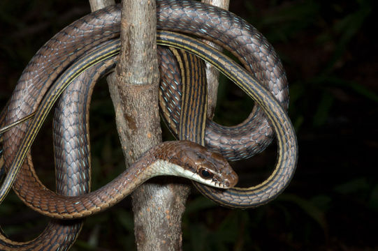 Image of <i>Dendrelaphis caudolineatus luzonensis</i> Leviton 1961