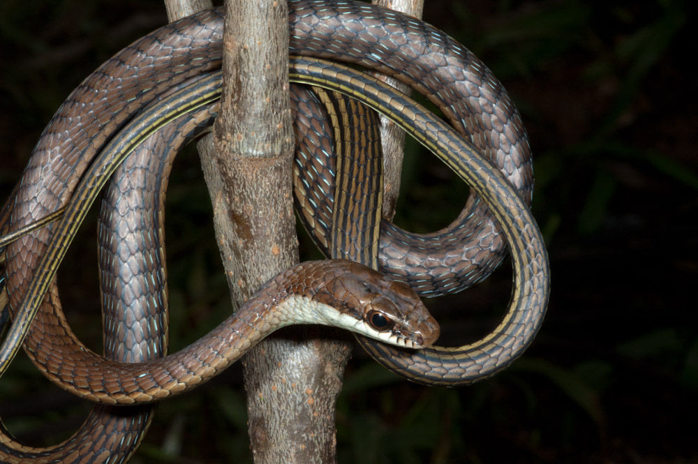 Imagem de <i>Dendrelaphis caudolineatus luzonensis</i> Leviton 1961