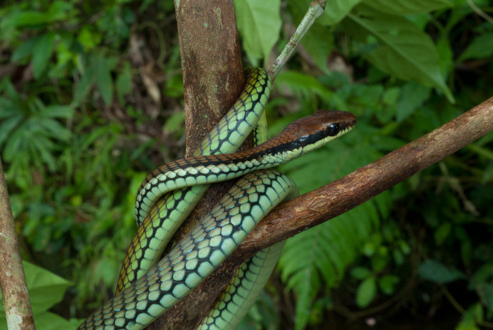 Image of <i>Dendrelaphis <i>pictus</i></i> pictus (Gmelin 1789)