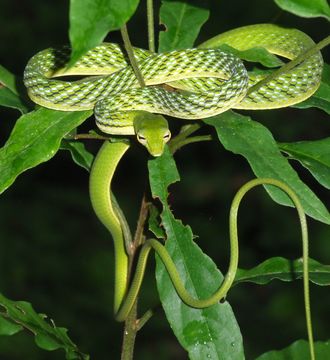 صورة Ahaetulla prasina preocularis (Taylor 1922)