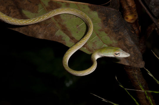 Image of Ahaetulla prasina preocularis (Taylor 1922)