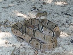 Image of Dog-toothed Cat Snake