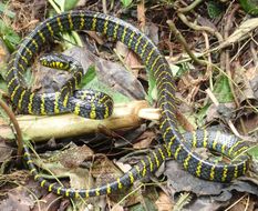 Sivun Boiga dendrophila divergens Taylor 1922 kuva