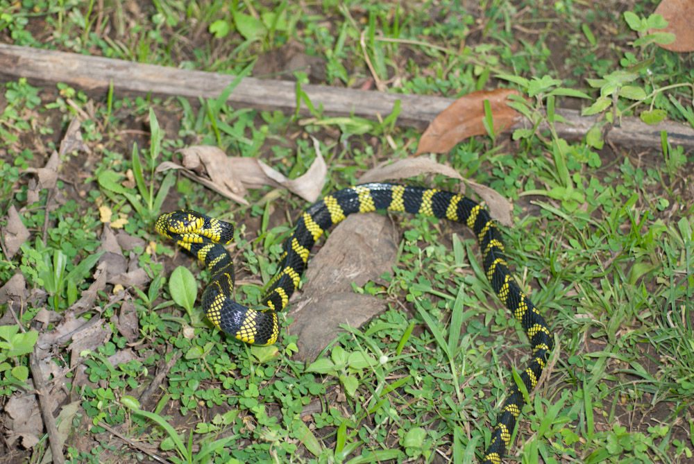 Sivun Boiga dendrophila divergens Taylor 1922 kuva