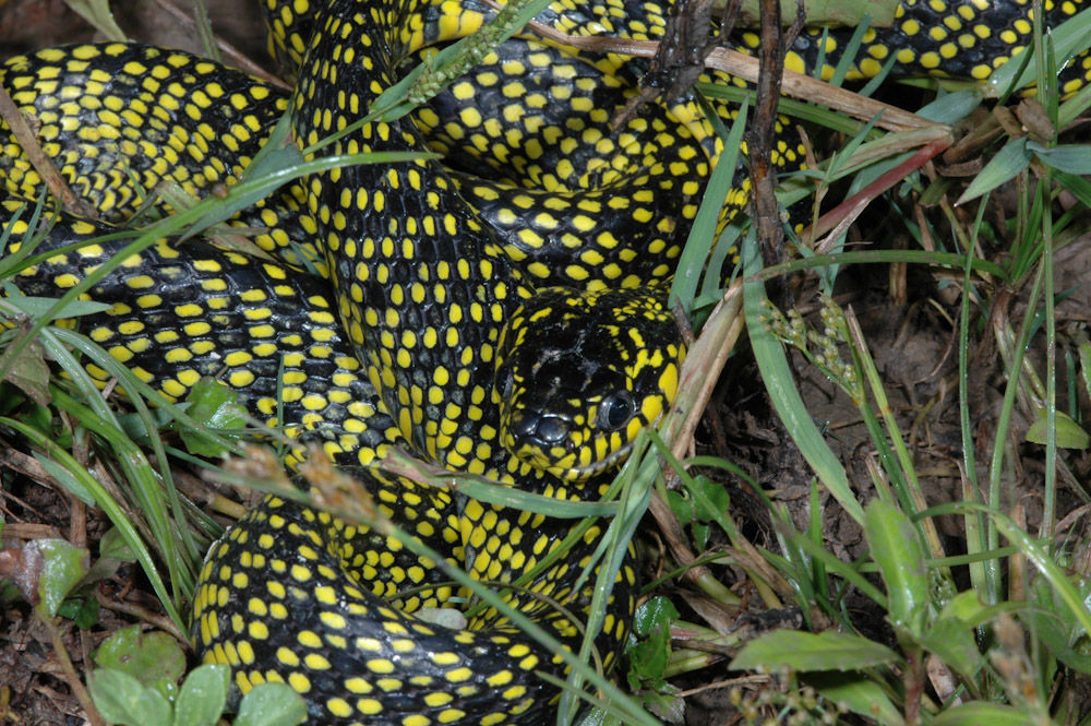 Image of Boiga dendrophila levitoni Gaulke, Demegillo & Vogel 2005