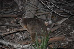 Image of Unadorned Rock Wallaby