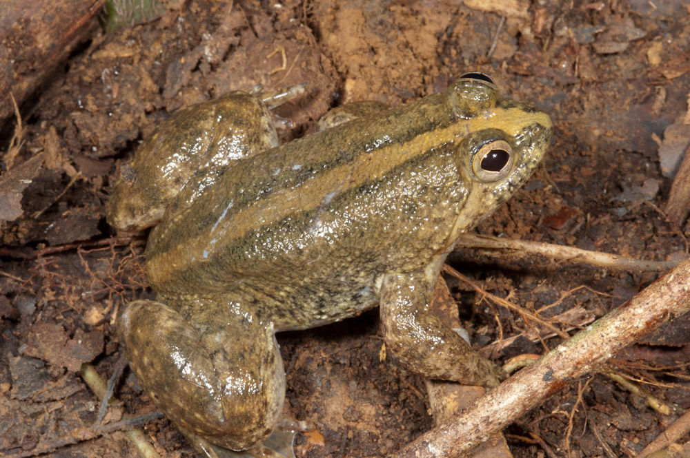 Image of Common Puddle Frog
