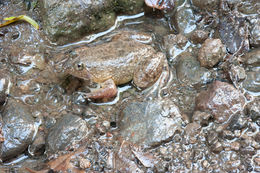Image of Common Puddle Frog