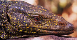 Image of Northern Sierra Madre forest monitor