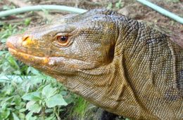 Varanus olivaceus Hallowell 1857 resmi