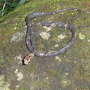 Image of Blunthead Slug Snake