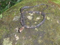 Image of Blunt-head Slug Snake