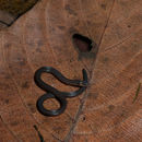 Image of Gervais' Worm Snake