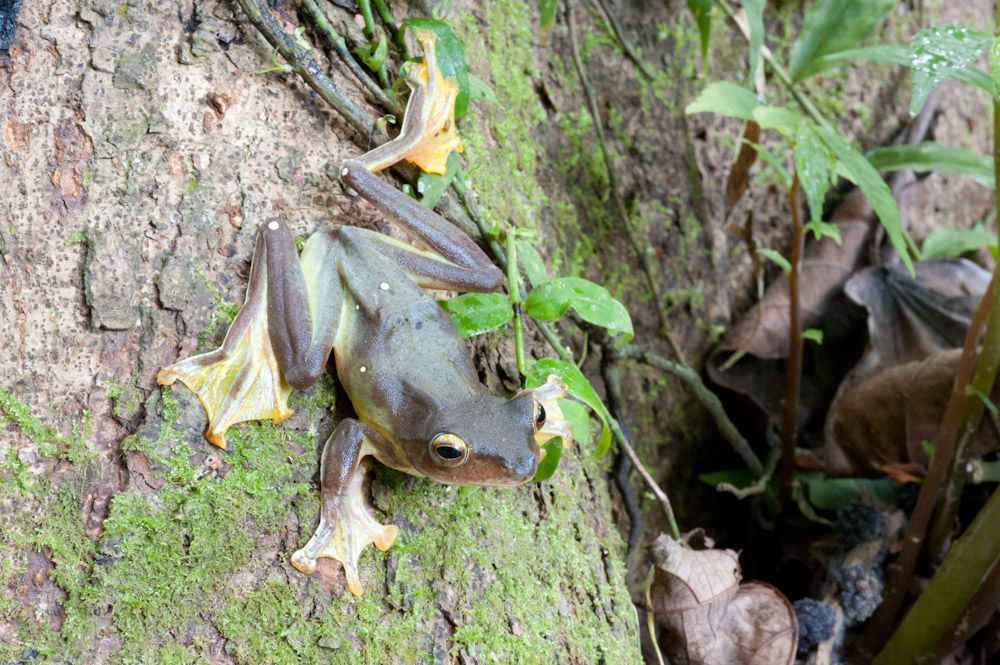 Image of Harlequin Tree Frog