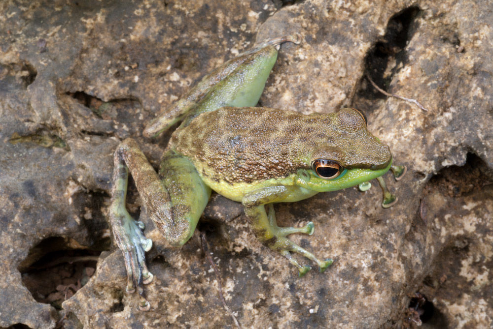 Image of Mindanao Splash Frog