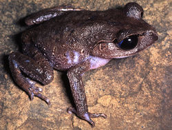 Image of Leptobrachium tagbanorum Brown, Siler, Diesmos & Alcala 2010