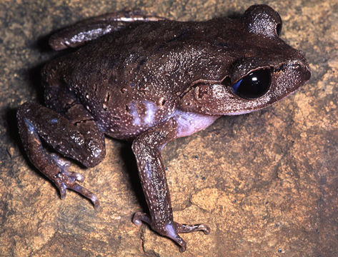 Image of Leptobrachium tagbanorum Brown, Siler, Diesmos & Alcala 2010