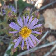 Image de Symphyotrichum carnerosanum (S. Wats.) G. L. Nesom