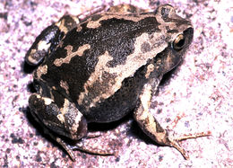 Image of Painted Narrowmouth Toad