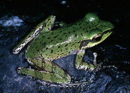 Image of Sanguirana tipanan (Brown, McGuire & Diesmos 2000)