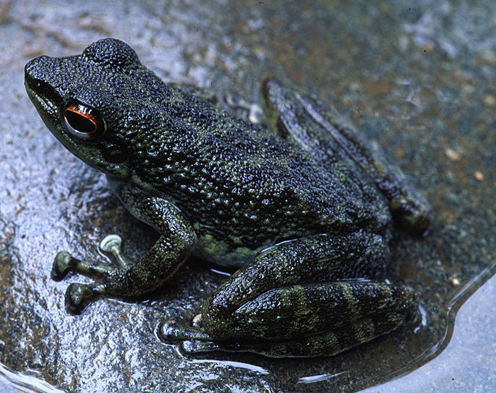 Image of Mindanao Splash Frog