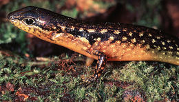 Image de Parvoscincus laterimaculatus (Brown & Alcala 1980)