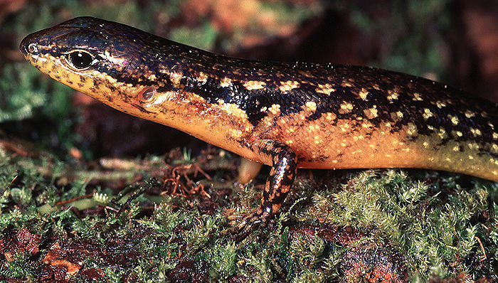 Plancia ëd Parvoscincus laterimaculatus (Brown & Alcala 1980)