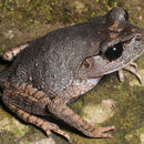 Plancia ëd Leptobrachium lumadorum Brown, Siler, Diesmos & Alcala 2010