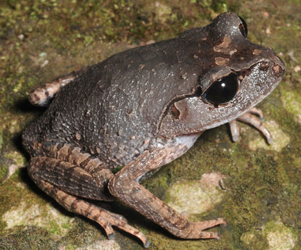 Image of Leptobrachium lumadorum Brown, Siler, Diesmos & Alcala 2010