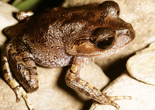 Image of Leptobrachium mangyanorum Brown, Siler, Diesmos & Alcala 2010