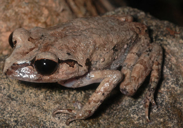 Image of Leptobrachium tagbanorum Brown, Siler, Diesmos & Alcala 2010