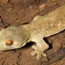 Image of MacGregor's Wolf Gecko